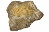 Dinosaur (Triceratops) Frill Shield Section - Montana #330193-1